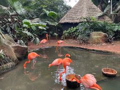 -海南热带野生动植物园