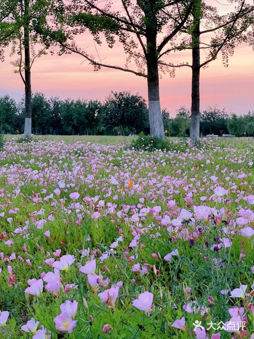 汉长安城未央宫国家考古遗址公园图片