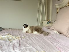 -贝康宠物医院·犬猫全科·小动物特色诊疗中心(东环路店)