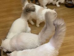 -滚猫咖啡·猫咖·猫友好撸猫(未来城店)