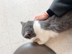 -飞行喵MR PILOT|猫舍·猫咖(静安大融城店)