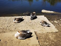 -沈阳鸟岛