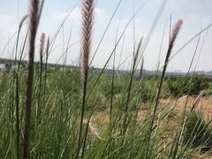 -光明小镇欢乐田园
