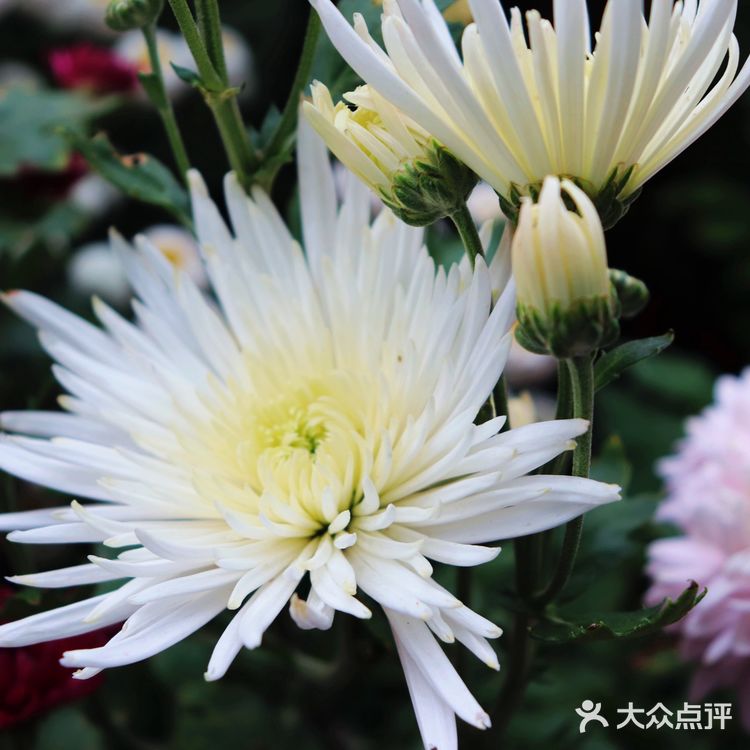 ️周三，午安！ 喜欢秋高气爽的季节  阳光明媚