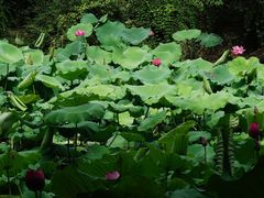 -扬州大运河文化旅游度假区·盆景园