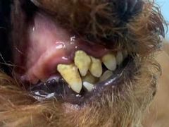 -读宠于你·约克夏比熊·睫角守宫·爬宠售卖(高新店)