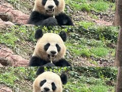 -中国大熊猫保护研究中心雅安碧峰峡基地