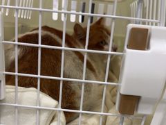-安安宠医宠物医院·异宠·犬猫内科(岳阳分院)