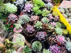 -大学城夜市大排档(凤栖路店)