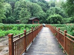 -重庆彩云湖湿地公园