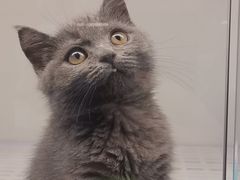 -lincat·猫舍(广州店)