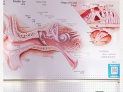 -自然之声助听器·呼吸机(和平店)