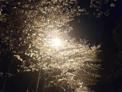 -武汉大学-樱园