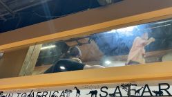 -卡通尼·Safari非洲探索乐园·生日会(金桥国际商业广场店)