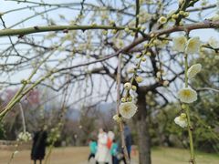 -梅花山(明孝陵内)