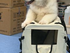 -博特宠物医院24h犬猫全科.骨科·异宠