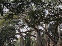 -瑞丽独树成林风景区