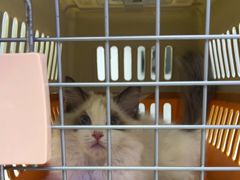 -小猫来了·猫舍(红山六九七九店)