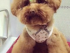 -佳雯宠物医院(四明中路分院)