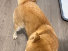 -久久宠物(河东万达店)
