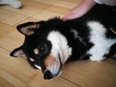 -喜柴咖啡·柴犬狗咖