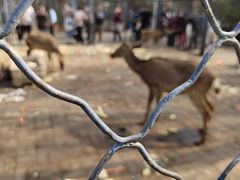 -长白岛森林公园