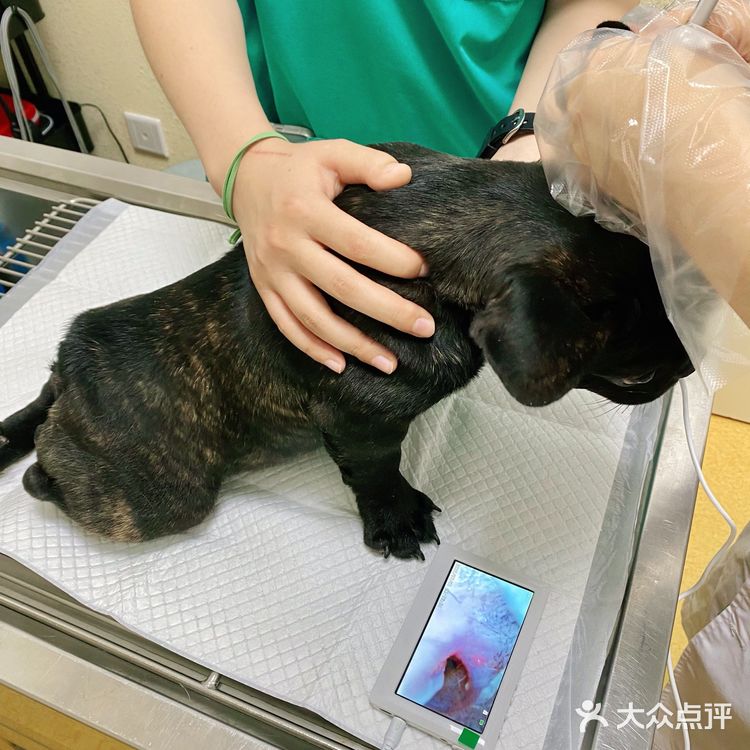 沈阳｜安利一家靠谱的宠物医院给大家