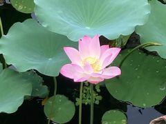 -荔湾湖公园