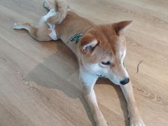 -柴犬小屋·柴餐厅·狗咖食堂(金鼎广场店)