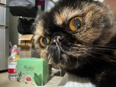 -艾贝尔宠物医院·宠保定点·超声绝育·免疫点(樱花路店)