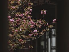-六出私塾LiuChu•成人美术书法系统课程专业画室(熊婆婆的花园店)