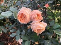 -人民公园(罗湖区)