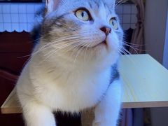 -70cat德文卷毛猫·缅因猫纯种猫舍