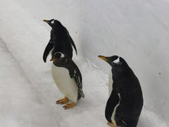 -广州热雪奇迹