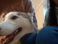 -Husky Go! 哈士奇体验馆·宠物咖啡厅狗咖