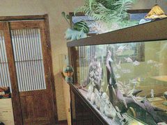 -阿泽料理