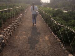 -洛阳郁金香牡丹园