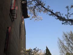 -武汉大学-樱园