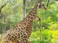 -北京野生动物园