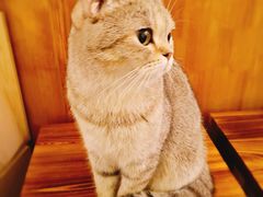 -猫色咖啡·猫咖