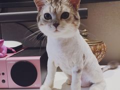 -Bastet sally猫舍购宠(静安店)