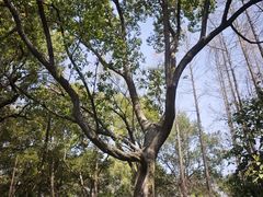 -徐家汇源景区-衡山公园