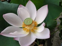 -白洋淀景区