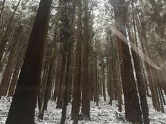 -武陵山森林公园