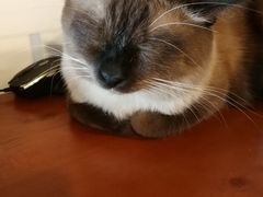 -Cappucimeow猫咪咖啡馆(韦伯时代店)