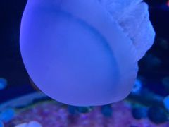 -欢乐海岸海洋奇梦馆