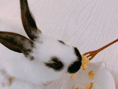 -浣熊柯尔鸭土拨鼠·电玩咖