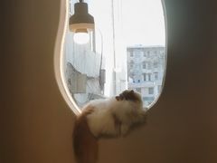 -More Fun猫咖 二十只万元加菲主题