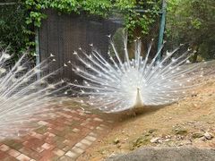 -泉州海丝野生动物世界