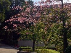 -中山大学学者灵芝(园南路店)